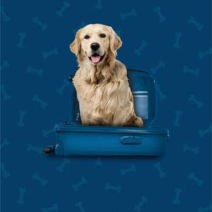 Pet Friendly Hotel Ilunion Las Lomas Mérida