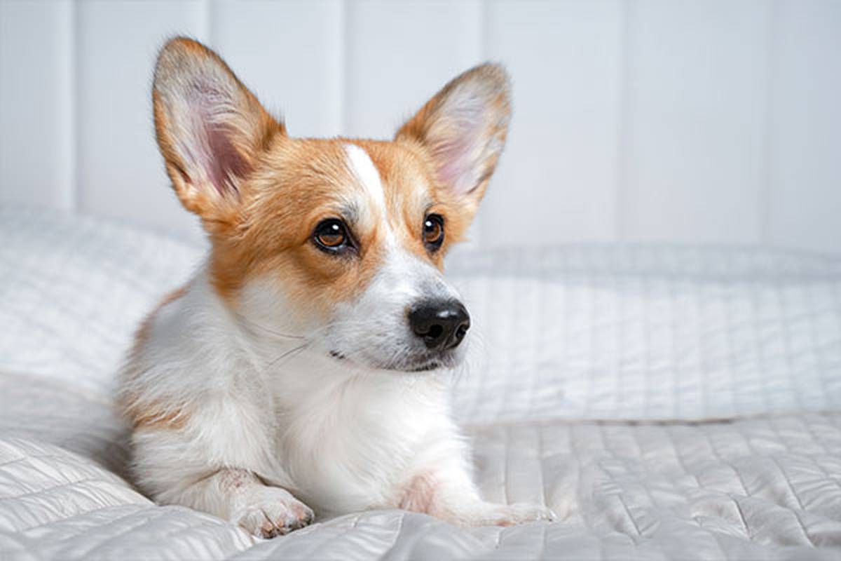 1. selecciona una habitación pet friendly Hotel Ilunion Las Lomas Mérida