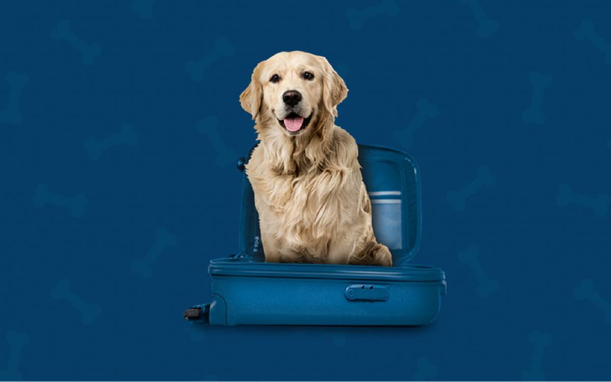 Somos pet friendly Hotel Ilunion Las Lomas Mérida Somos pet friendly Hotel Ilunion Las Lomas Mérida