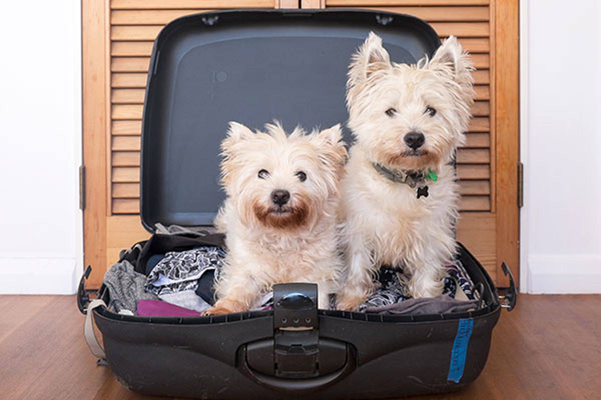 2. informarnos de tu mascota Hotel Ilunion Las Lomas Mérida